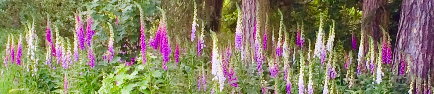 Hartlip Gardens Foxgloves